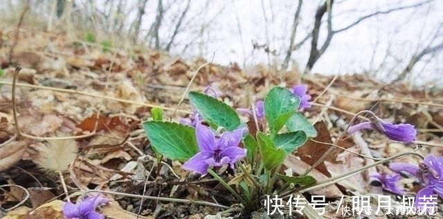 人称“地黄瓜”包饺子味道好，乡下小孩都吃过，可惜沦为杂草