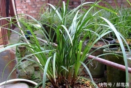一个勺子|兰花烂根的原因，怎么治？特别夏季要多注意！