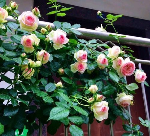 养了3年地月季花,花越开越小颜色原来越淡,教你几招快速恢复