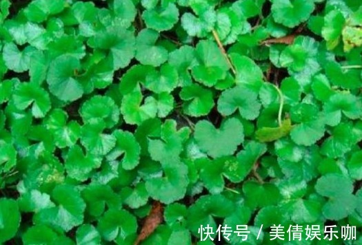 清热解毒|女性常吃3种野菜，清热解毒、养颜祛湿，还增强自身免疫力！