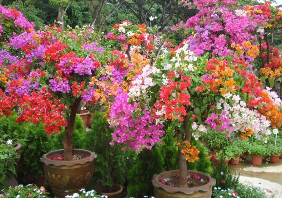 营养物质|摘掉残花后,三角梅迟迟不发新芽,是哪里出问题了?难在此3处