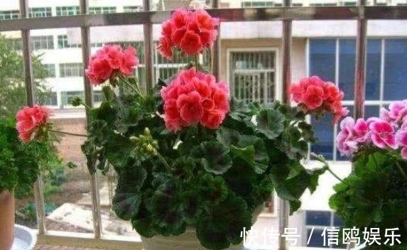 养花要“摘心”,摘完越养越好,来年长得“旺”,枝繁叶茂花期长