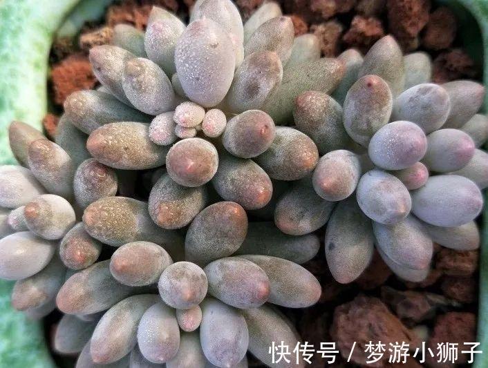 多肉度夏,做好控水遮阴就可以了,其实你忽略了最重要的一点