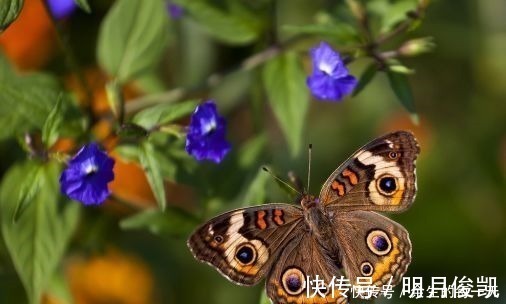 生肖|3生肖8天之后有喜事上门，财神关照，运势上吉，吉星照射！