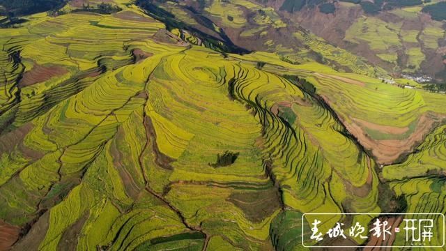 罗平迎来高光时刻 百万亩油菜花开出千万种姿态