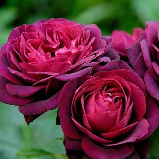 有3种香味的月季,北方也能露养,花色浓艳、神秘,四季花开不断