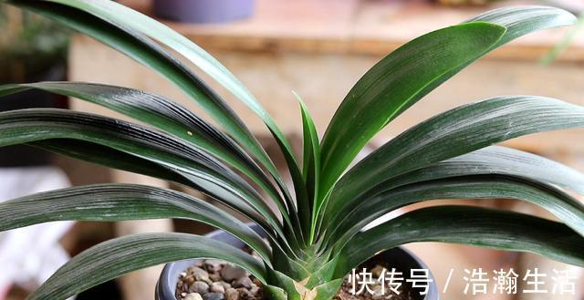 发酵|养花发酵肥水时间太久，教你1个“小技巧”，20多天就能用