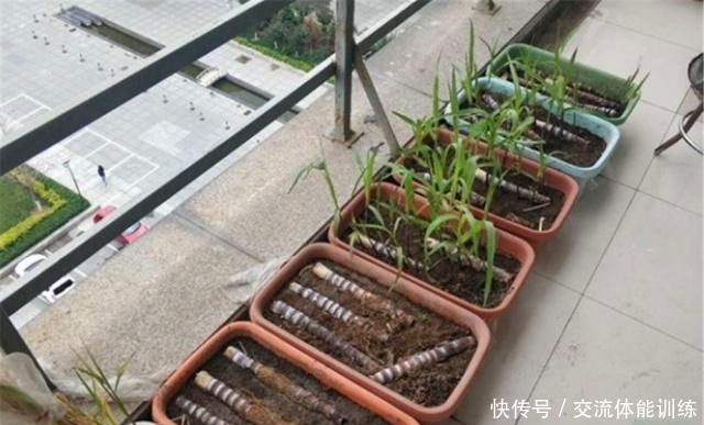 吃甘蔗和菠萝,把“尾巴根”留下,剥开皮埋盆里,7个月长满阳台!