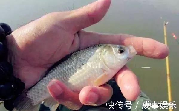 大鲫鱼|十钓九空原来这饵才是大鲫鱼的最爱,后悔没早一点发现