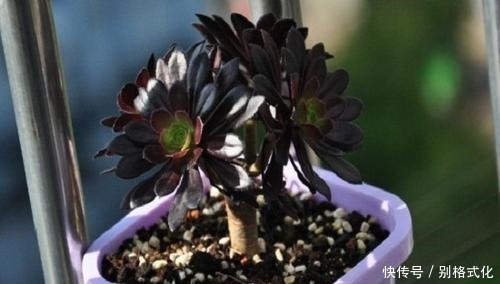 羊绒|黑法师和紫羊绒都是法师类多肉,为什么老花农更喜欢紫羊绒