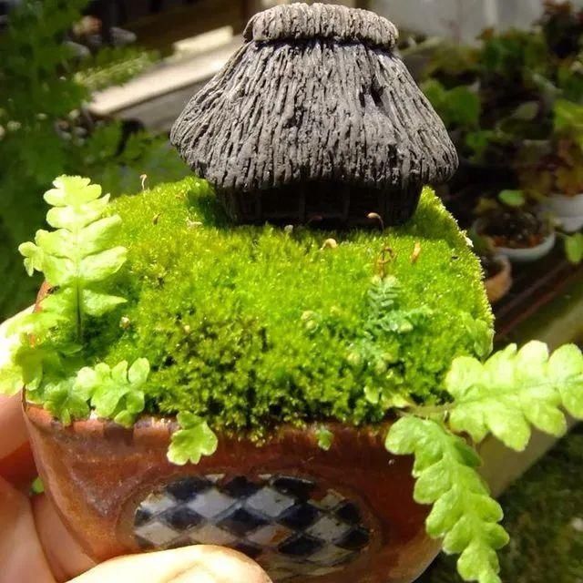 山野草，也高雅！