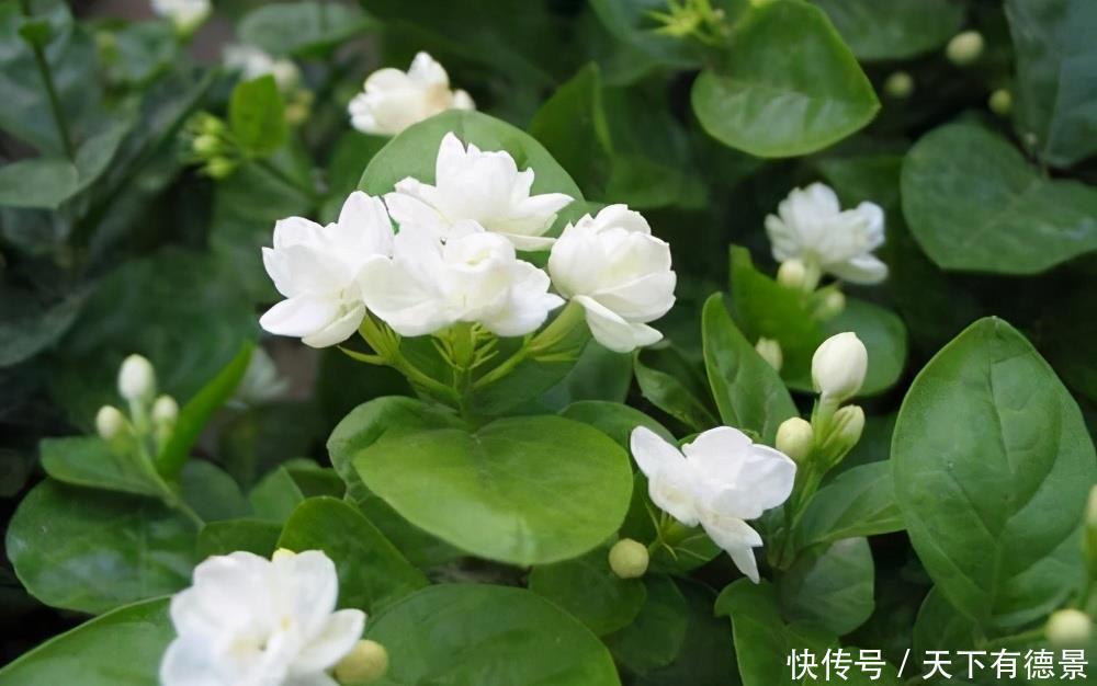 夏天|茉莉在夏天,预防3个错,黄叶不长个?浇点“铁水”就好了