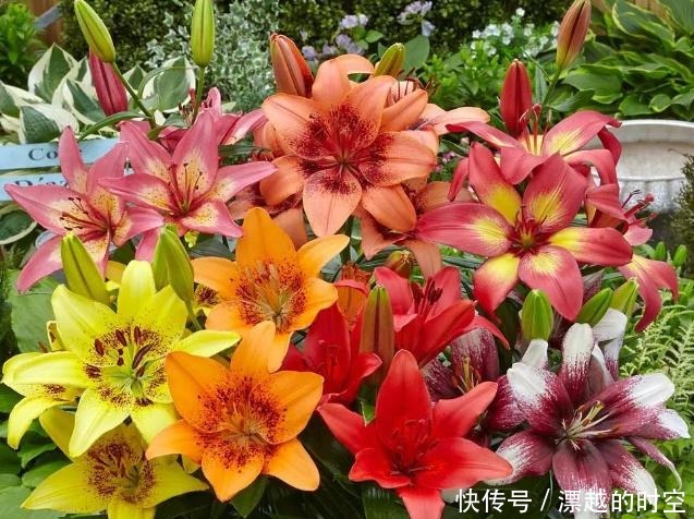 百合花 寓意百年好合 盆栽满足此3步 冬赏花 春成花海 快资讯