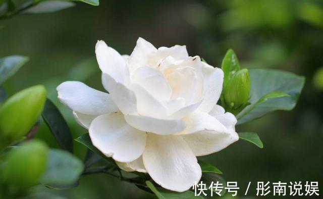 栀子花花期养护你知道吗这几点很重要，否则容易造成花苞脱落