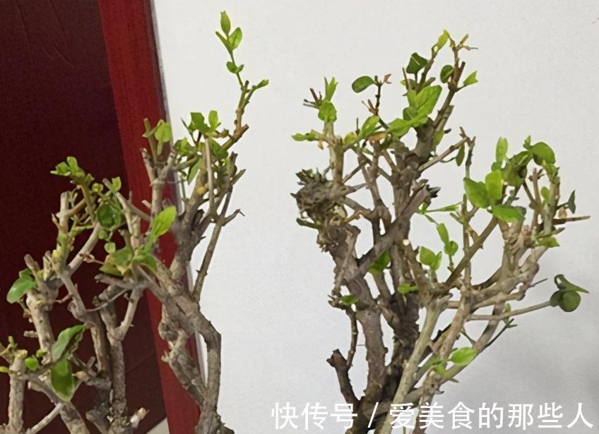 11月养茉莉,狠心剪1刀,做好4个不能,来年长势猛,花艳