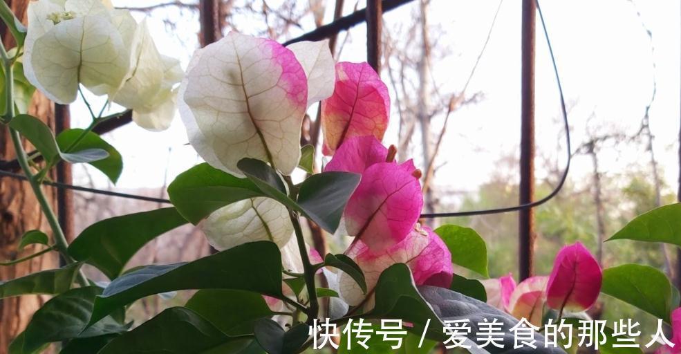 霜降后，浇花要当心，4盆花最容易烂根，把握分寸很关键