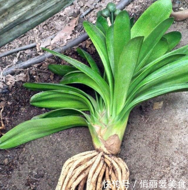 叶芯|君子兰一直长不好,跟“换盆”有关系,很多人都做错了