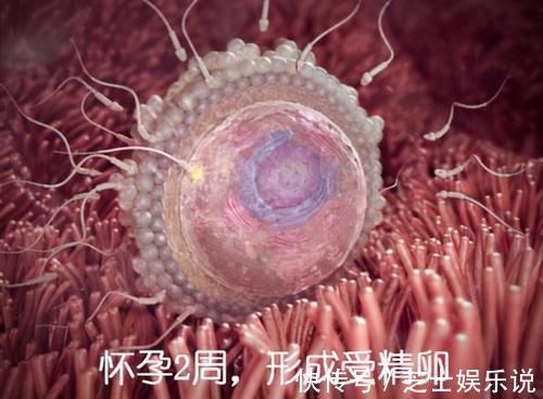 发育|胎儿在母体是如何长大的?一组图告诉你,不同阶段宝宝的发育过程