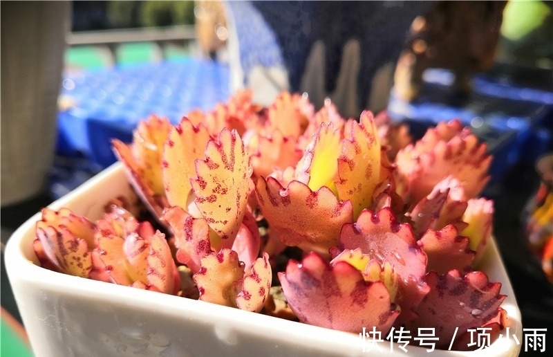 天下养肉人都一样贪