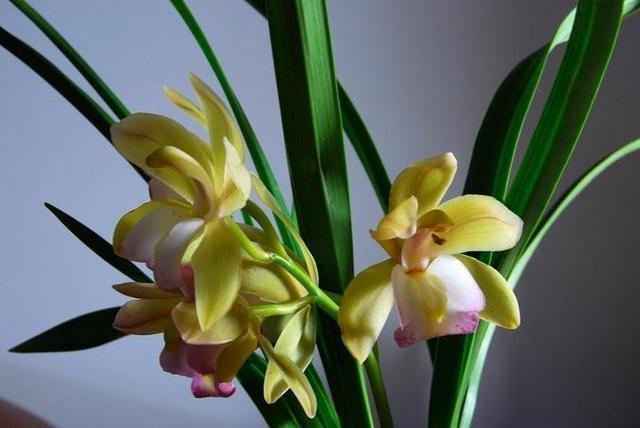 兰花抱怨养不好，重点养好“根茎”，来点肥浇点水，呼呼冒新芽