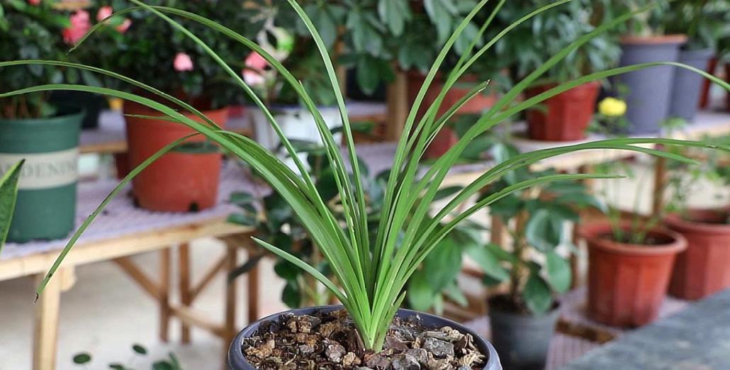 秋天给兰花换盆,掌握1个要点,服盆快长势好,早早开满花