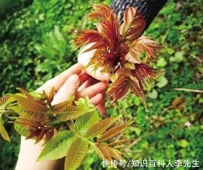 核桃树刚发芽,就被路人摘光,树主人无奈挂牌子警示