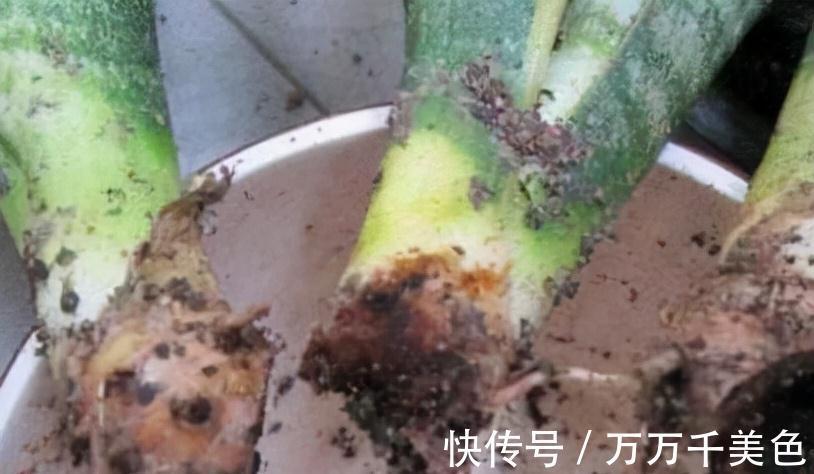 虎皮兰有“3怕两不喜”,难怪不爱出小芽,还越长越难看