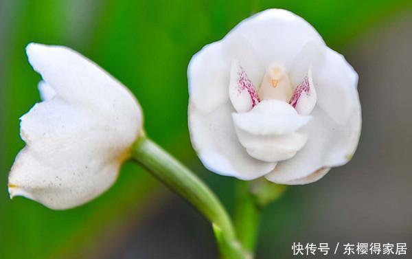  花儿|这些带着面孔的花儿，简直是花卉界的奇葩！奇花异草