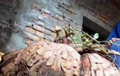 没人敢买|大爷挖的红薯太大了,没人敢买,于是他拿来这么做了