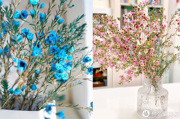 过年必备盆栽 | 20款好看易养的懒人绿植，拼多多店铺低至3元起！附养护心得