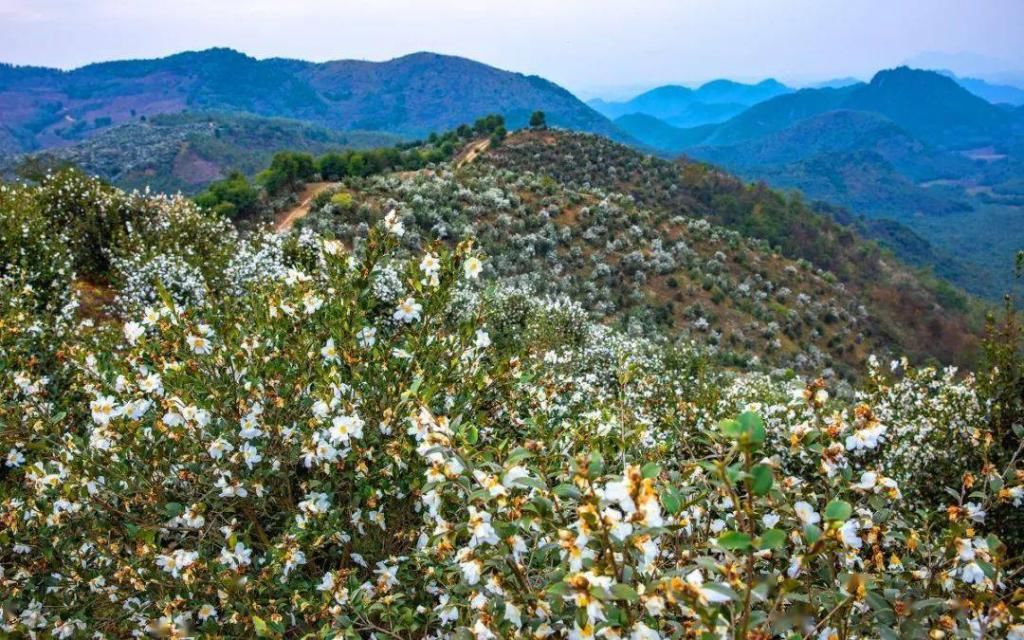 拍照|又挖到一些神仙拍照宝藏地，金黄灿灿，层林尽染，缤纷花海都有！