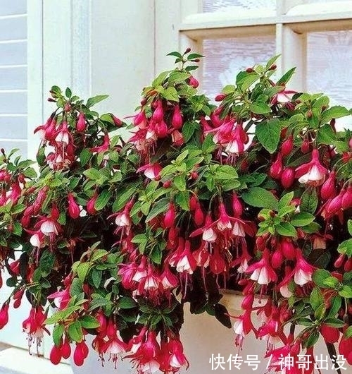 公认难养的花,改变养护方法,一样长新芽,开出层叠群花