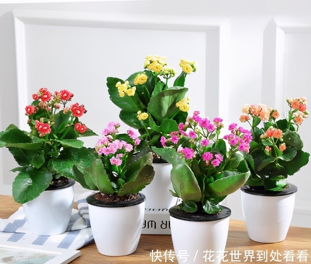 冬天养这5种花，浇水容易死，“管住手”才能多开花