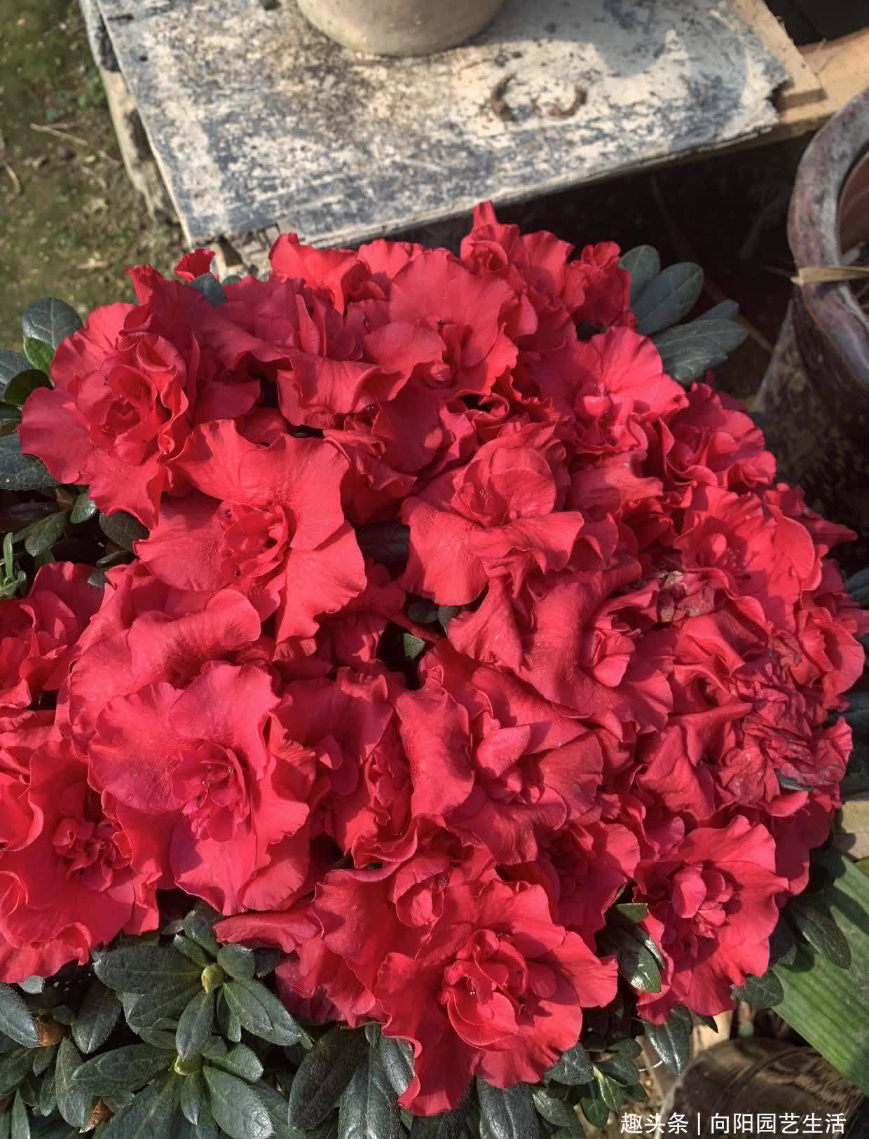 杜鹃花用沙土养,全年爆开花,花苞接连不断,红花开成花球