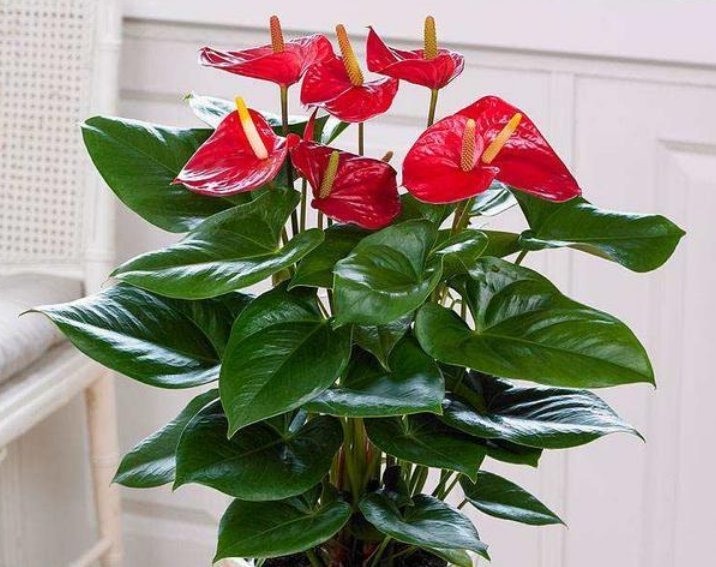 大户|4种花是“开花大户”,家里养两盆,四季有花赏,漂亮又好养