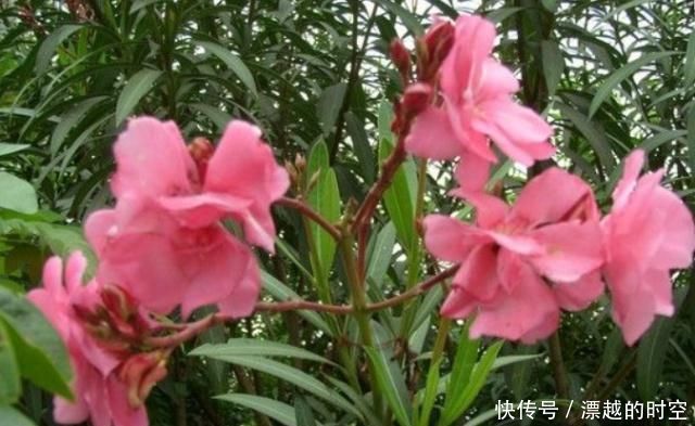 夹竹桃|夏天养花,这“3种”花要远离,个个是“毒花”,再便宜也别买