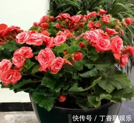 花卉|9月逛花市，推荐你买5种花，带回家就能有花赏，一开就是大半年