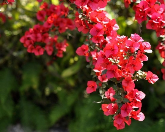 三角梅爆盆很容易,满足它的“小癖好”,花苞蹭蹭冒,拦都拦不住