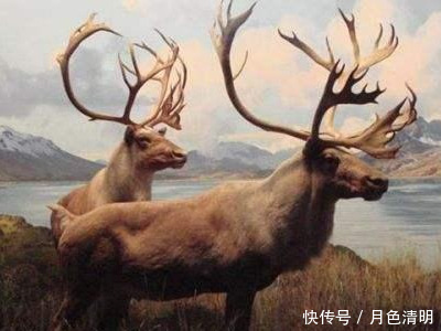 蓝色鸽子、巨鹿、斑驴,人类灭绝的9种美丽的国宝级动物