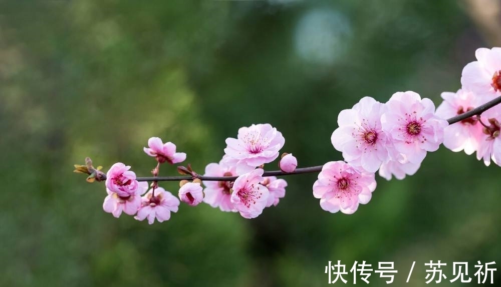 桃李$明代于谦一首梅花百咏:如玉肌骨,雪样精神,蕴含哲理,寄意遥深