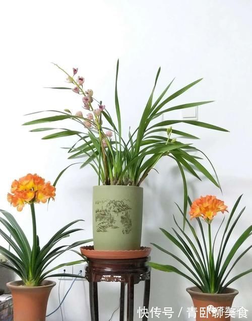 花根|高手都用啤酒养君子兰，具体有啥好处？可能很多人都不知道！