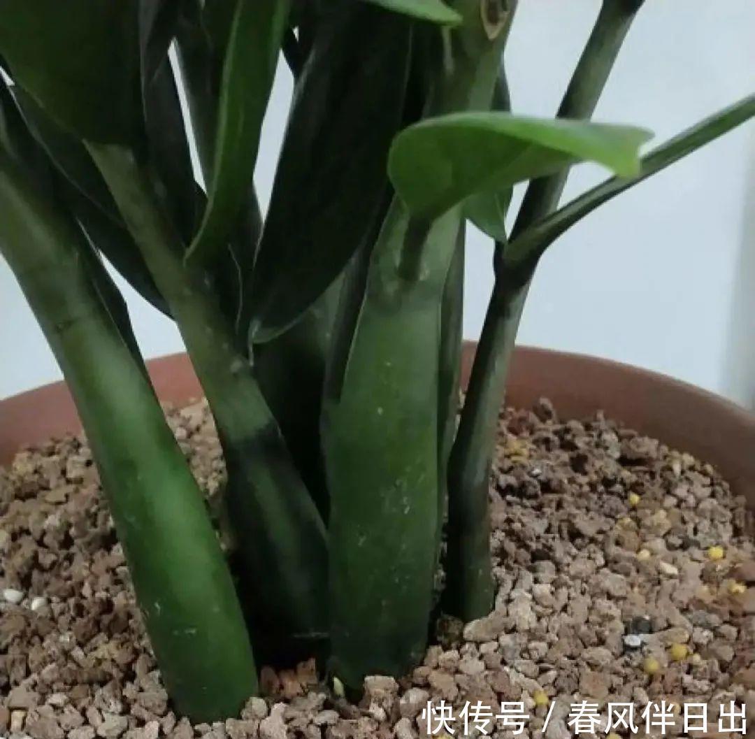 超级耐旱花,整个冬天不浇水,还能胖一圈!