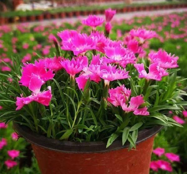 此花-20度冻不死,不挑土壤不怕踩,一年开花200天