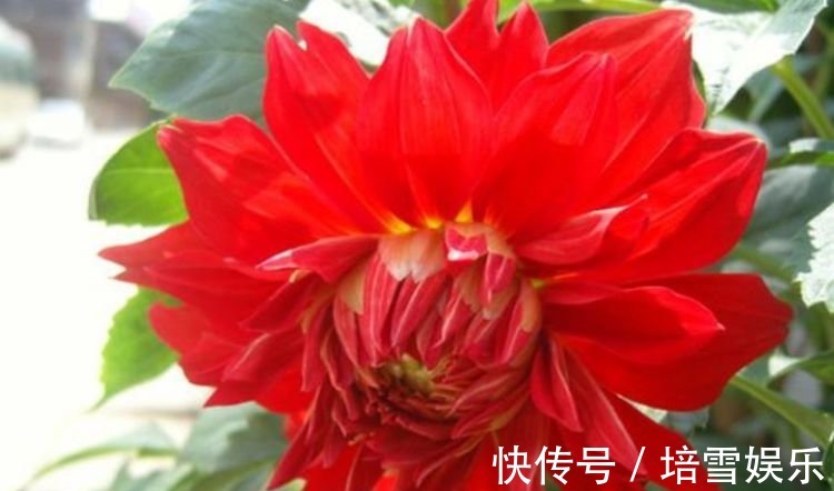 夏天养此款花卉,花开媲美玫瑰,花朵姿态万千,美