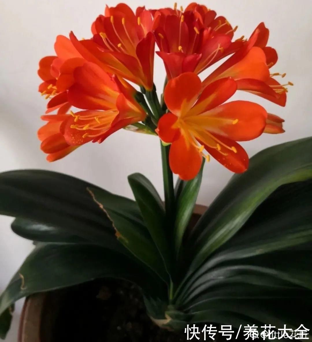 烂芯|夏天养君子兰,烂叶烂芯烂根,太难养了