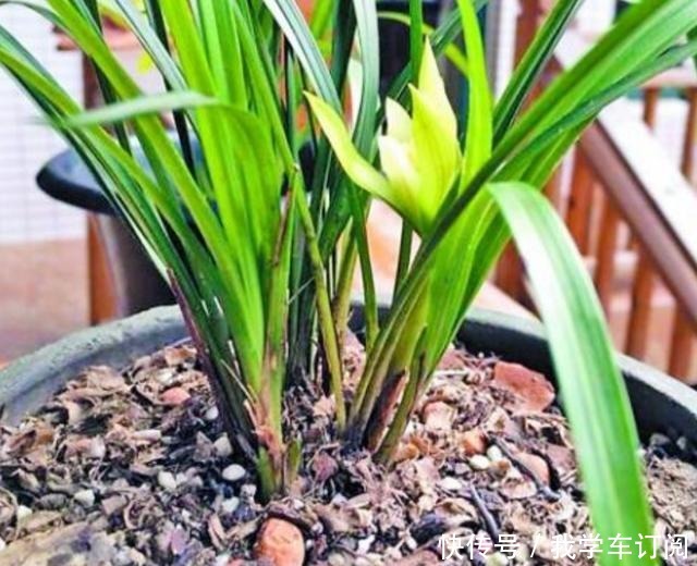 兰花土加“一料”，远离三怕，花苞“咕嘟”冒，开花一茬接一茬！