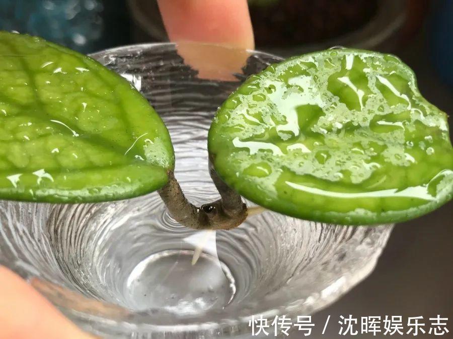 非洲堇|这花送人,只用送一片叶子,插土就活不心疼!