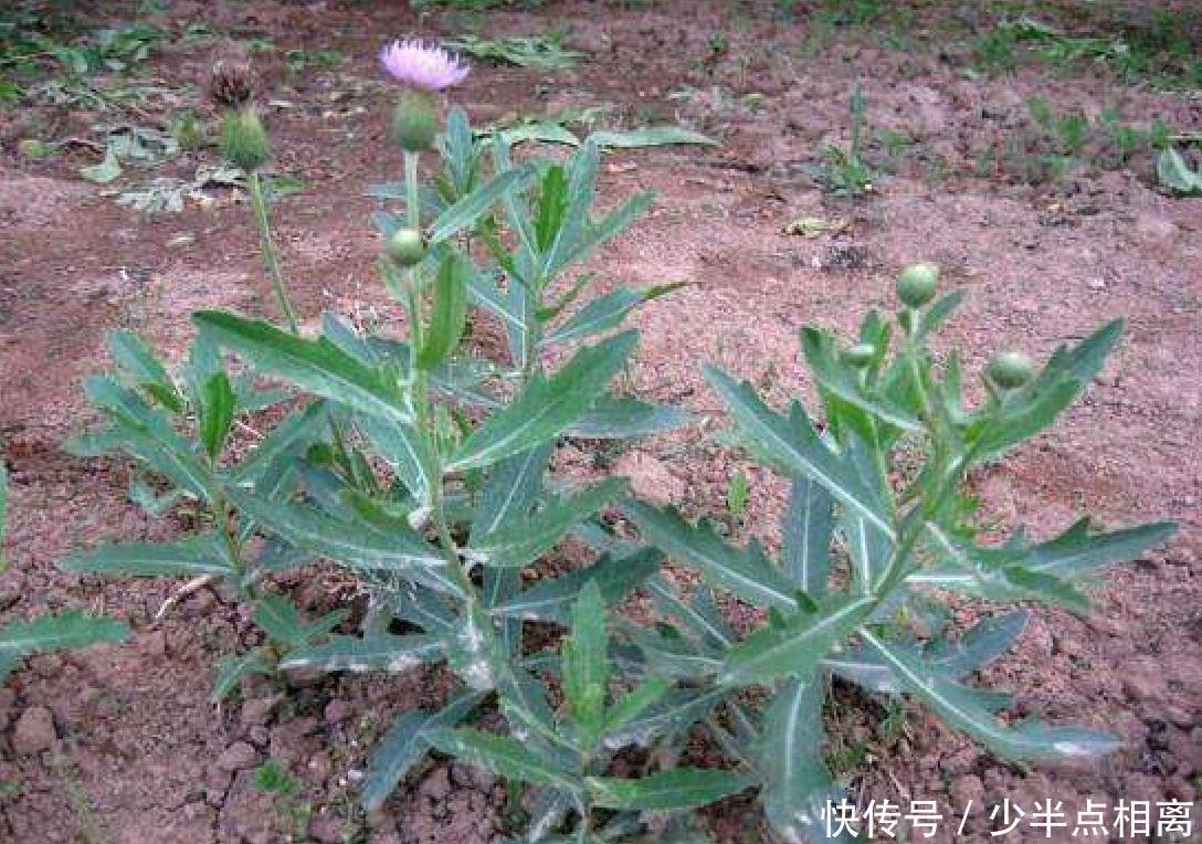 泥胡菜|老辈人当宝的泥胡菜,宁可不吃肉也要吃的野菜,你是不是当草了