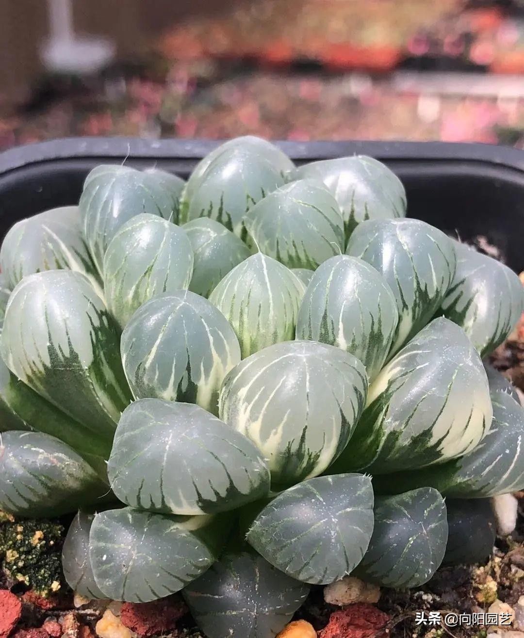 苗子|玉露也能叶插，时隔大半年，叶插成功了，分享扦插全过程