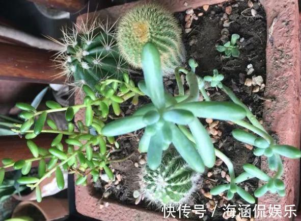 观叶型|这3款植物虽其貌不扬，室内盆栽，却能让家里变成“天然氧吧”